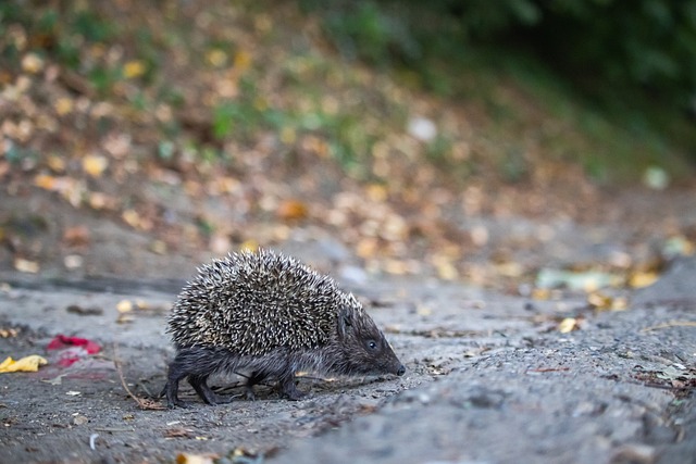 【足球】周六004亚洲杯U20推荐：沙特U20VS中国U20.
